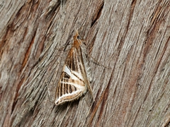 Phrataria transcissata