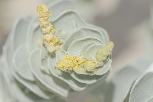 Atriplex farinosa