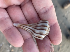 Sinistrofulgur pulleyi