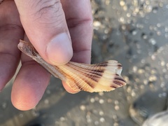 Sinistrofulgur pulleyi