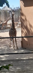 Giraffa