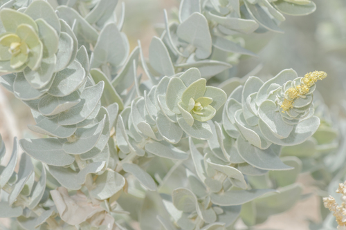 Atriplex farinosa image