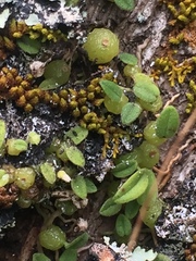 Bulbophyllum pygmaeum