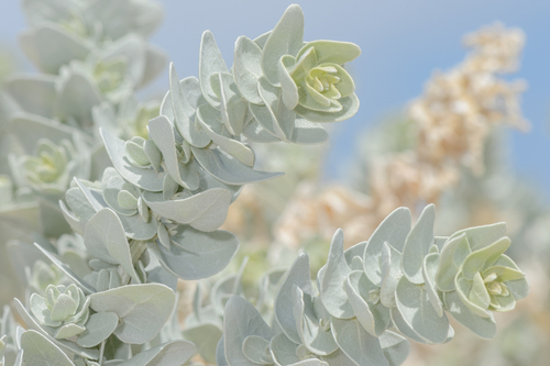 Atriplex farinosa image