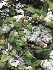 Bulbophyllum pygmaeum