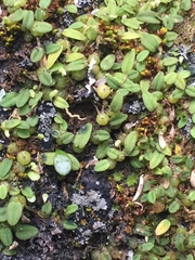 Bulbophyllum pygmaeum