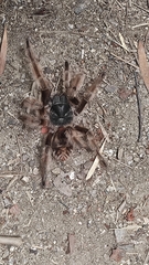 Phrixotrichus scrofa