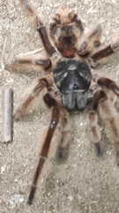 Phrixotrichus scrofa