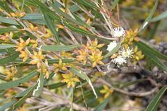 Eucalyptus ovata