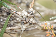 Eucalyptus ovata