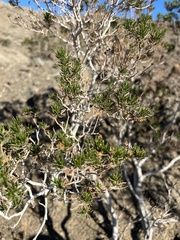 Peucephyllum schottii