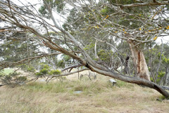 Eucalyptus ovata