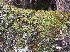 Bulbophyllum pygmaeum