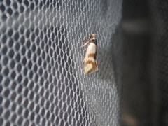 Antipterna trilicella