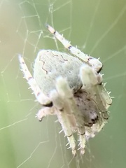Eustala anastera