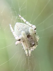 Eustala anastera