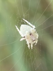 Eustala anastera