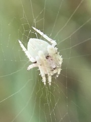 Eustala anastera