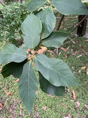 Ficus erecta