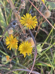 Rayjacksonia phyllocephala