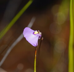 Utricularia grampiana