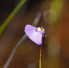 Utricularia grampiana