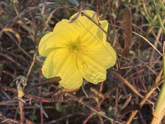 Oenothera drummondii