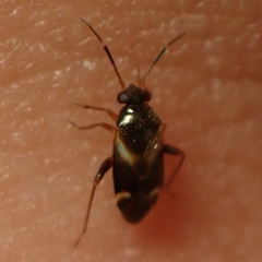 Ausejanus albisignatus