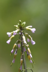 Boechera pendulocarpa