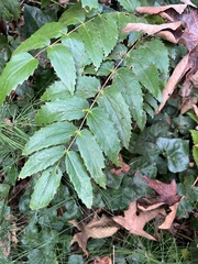 Berberis