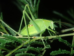 Caedicia