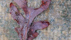 Neuroterus tantulus