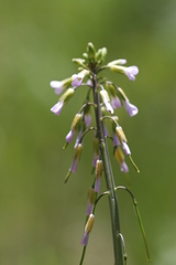 Boechera pendulocarpa