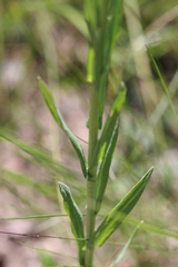 Boechera pendulocarpa