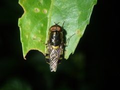 Odontomyia hunteri