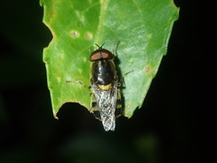Odontomyia hunteri