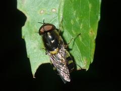 Odontomyia hunteri