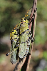 Taeniopoda picticornis