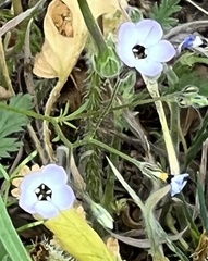 Gilia