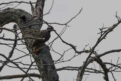 Chloropicus namaquus