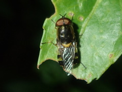 Odontomyia hunteri