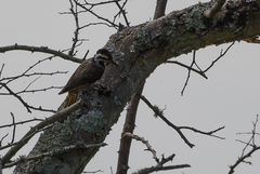 Chloropicus namaquus