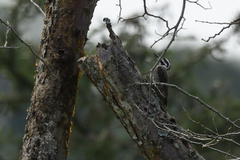 Chloropicus namaquus