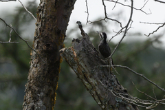 Chloropicus namaquus