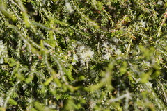Melaleuca lanceolata