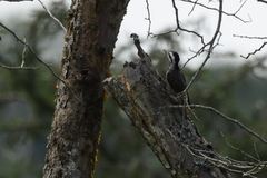 Chloropicus namaquus