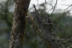 Chloropicus namaquus