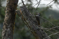 Chloropicus namaquus