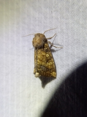 Papaipema cataphracta