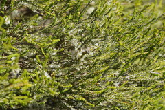 Melaleuca lanceolata